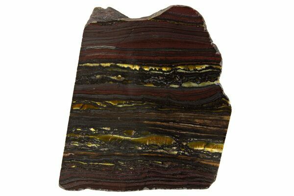 A polished section of Tiger Iron, a type of banded iron formation (BIF) formed through the action of oxygen producing stromatolites.